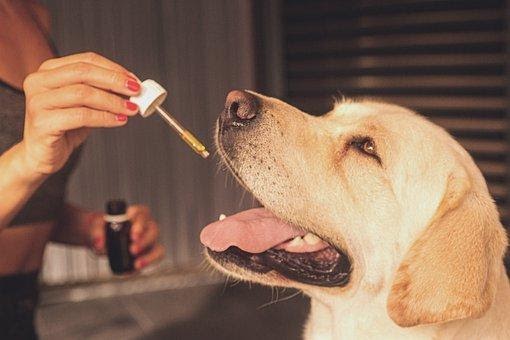 5 Potential Benefits Of CBD Oil To Control Your Dogs Aggression